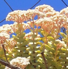 Crassula rupestris