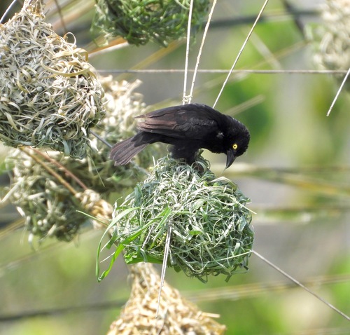 Vieillot's Black Weaver (Ploceus nigerrimus), photo 10