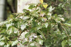Vaccinium bracteatum