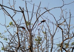 Ara ararauna × macao