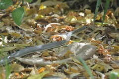 Psammophis