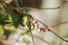 Pieris japonica japonica