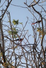 Ara ararauna × macao