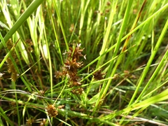 Juncus nodosus