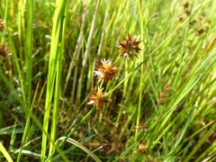Juncus nodosus