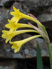 Cyrtanthus flanaganii