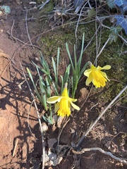 Narcissus pseudonarcissus