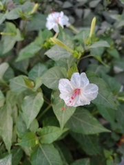 Mirabilis