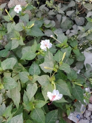 Mirabilis