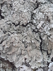 Physconia distorta