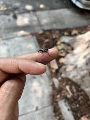 Astylus atromaculatus