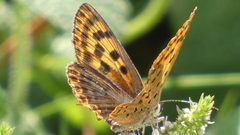 Lycaena bleusei