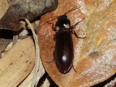 Phanophorus perspicax