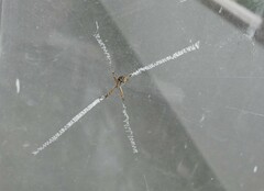 Argiope argentata