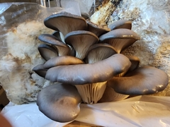 Pleurotus columbinus