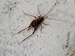 Pleioplectron simplex