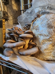 Pleurotus columbinus