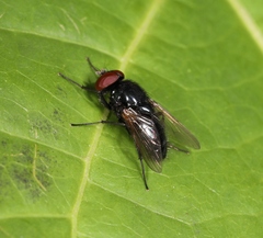 Hydrotaea ignava