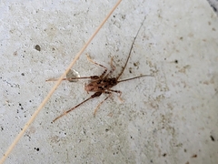 Pleioplectron simplex