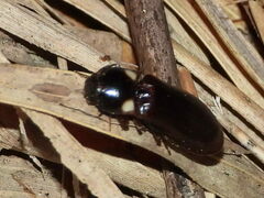 Phanophorus perspicax