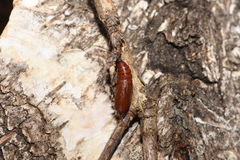 Polypogon tentacularia
