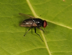 Hydrotaea ignava