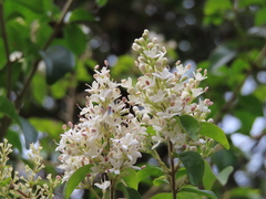 Ligustrum liukiuense