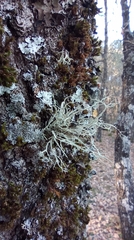 Ramalina farinacea