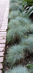 Festuca glauca