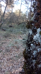 Ramalina farinacea