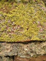Flavoplaca