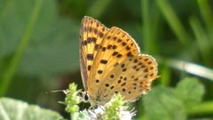 Lycaena bleusei