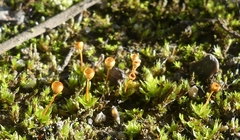 Physcomitrium pyriforme