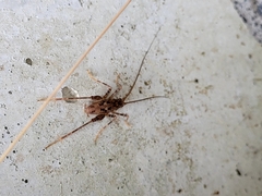 Pleioplectron simplex