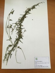 Dioscorea variifolia