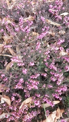 Erica carnea