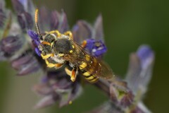 Nomada luteoloides