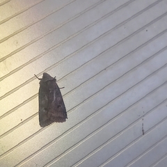 Cerastis faceta
