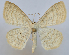 Scopula immutata