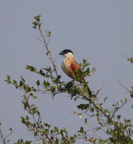 Moerastsjagra (Bocagia minuta)