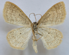 Scopula immutata