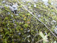 Physcomitrium pyriforme