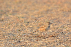 Mirafra erythroptera