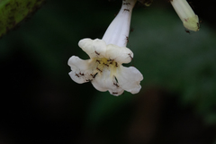 Pheidole xanthogaster