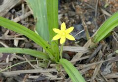 Hypoxis decumbens