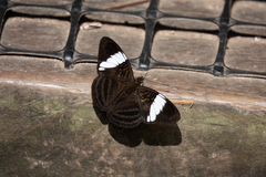 Adelpha epione
