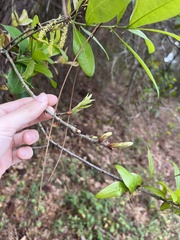 Quercus laurifolia