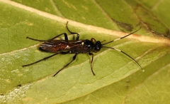 Probolus culpatorius