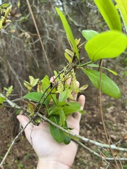 Quercus laurifolia