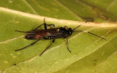 Probolus culpatorius